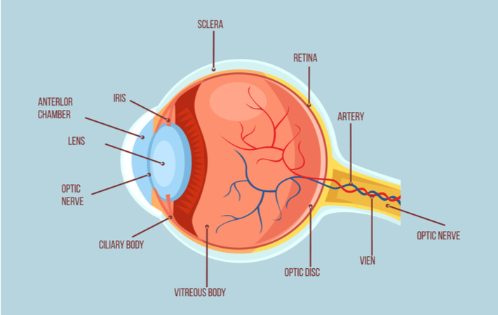 Diagram of the anatomy of the eye